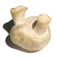 Mutant mushrooms and the end of days