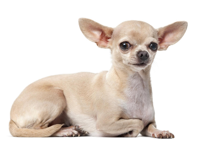 Chihuahua_med