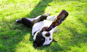 dog-drink-beer_sml