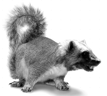 wolverine-Squirrel