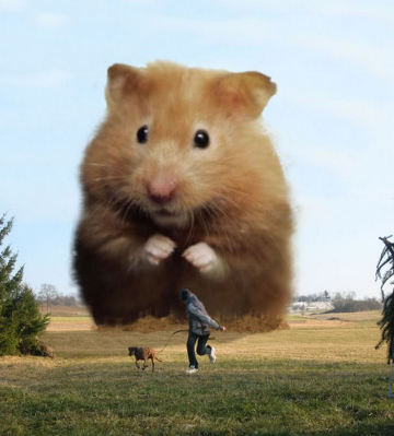 hamster