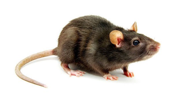 rat_20161020194523556_6399523_ver1.0_640_360