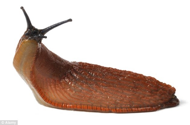 Spanish_Slug