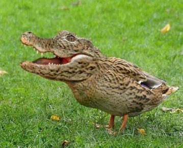 crocoduck